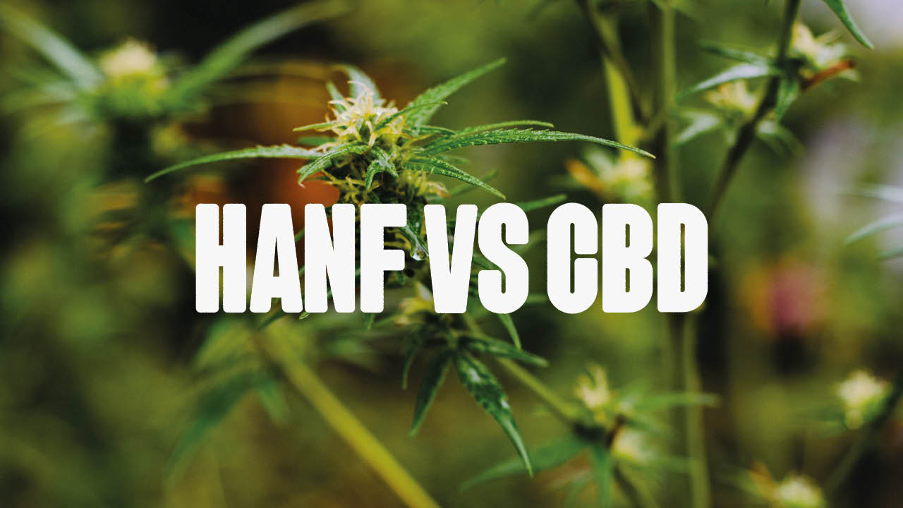 Chanvre vs CBD